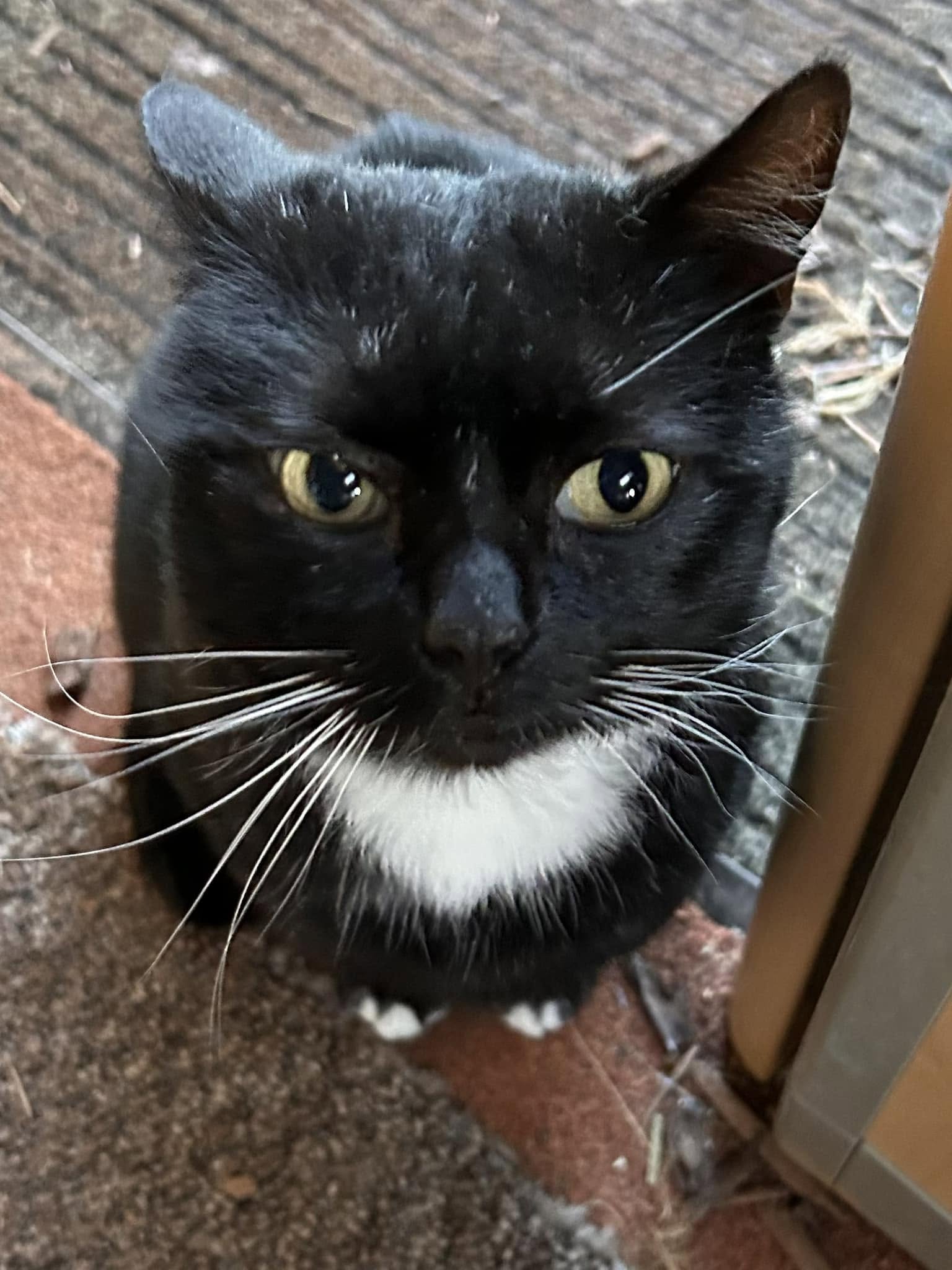 Photo of Charlie Bear the Cat